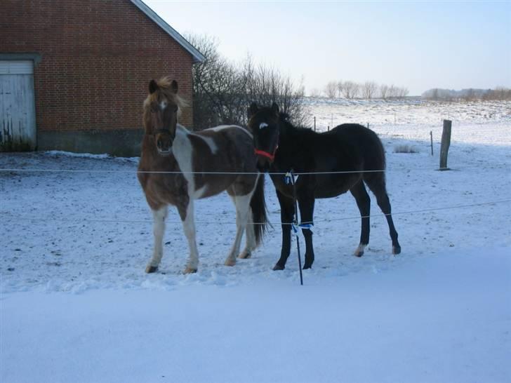 Anden særlig race Joker(min mors) R.I.P - Hygge med legekammeraten Sirprice. P.s Sirprice er solgt. billede 7