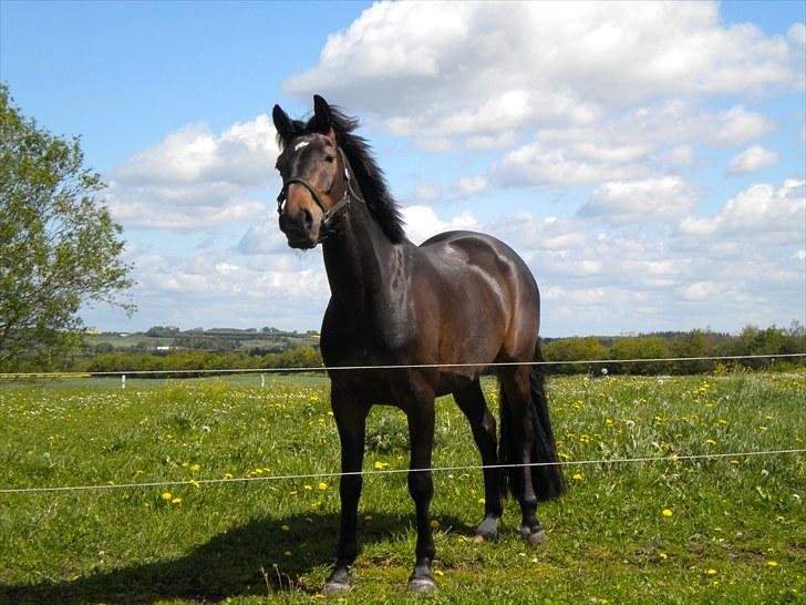 Anden særlig race Joker(min mors) R.I.P billede 8