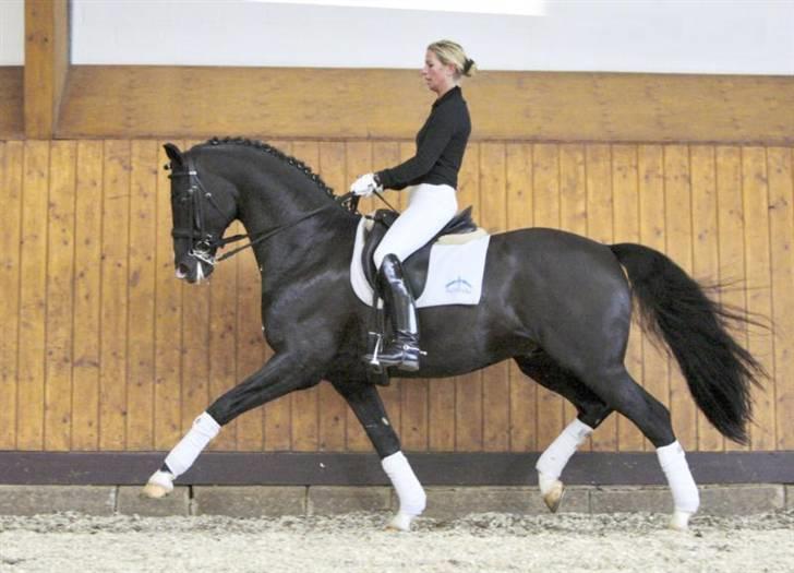 Anden særlig race Joker(min mors) R.I.P - Jokers utrolig dejlige og smukke far, De Noir! :D billede 9