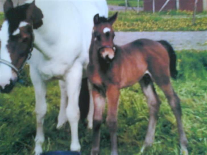 Anden særlig race Joker(min mors) R.I.P - Joker som føl. Står sammen med sin moar. Ligner hende bare overhovedet ik´. Mere sin lækre far. billede 10