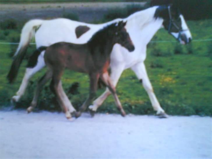 Anden særlig race Joker(min mors) R.I.P - Her løber Joker sammen med sin mor. billede 11