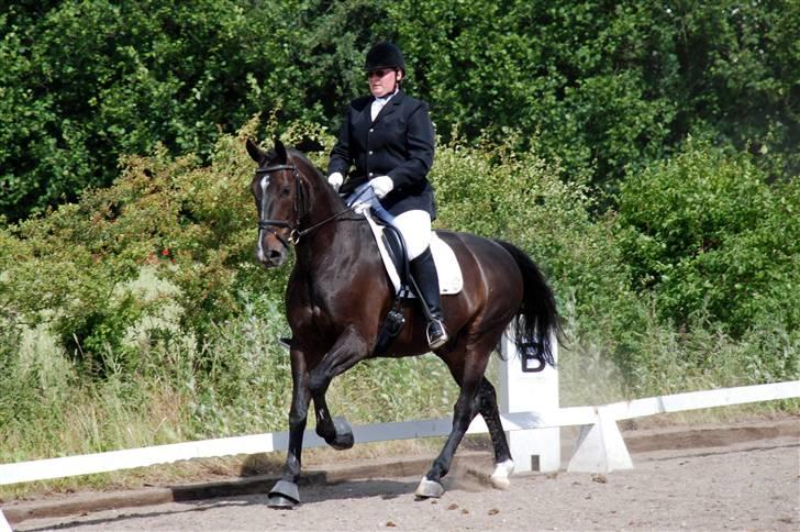 Oldenborg Calio - jubi op af bakke galop  billede 17