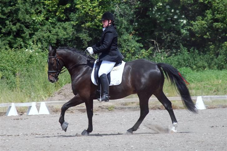 Oldenborg Calio - meget bedre rund galop billede 19