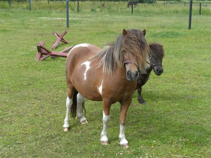 Anden særlig race tulle mor  'solgt' billede 1