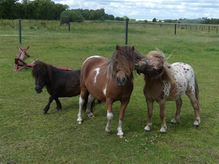 Anden særlig race tulle mor  'solgt' billede 2