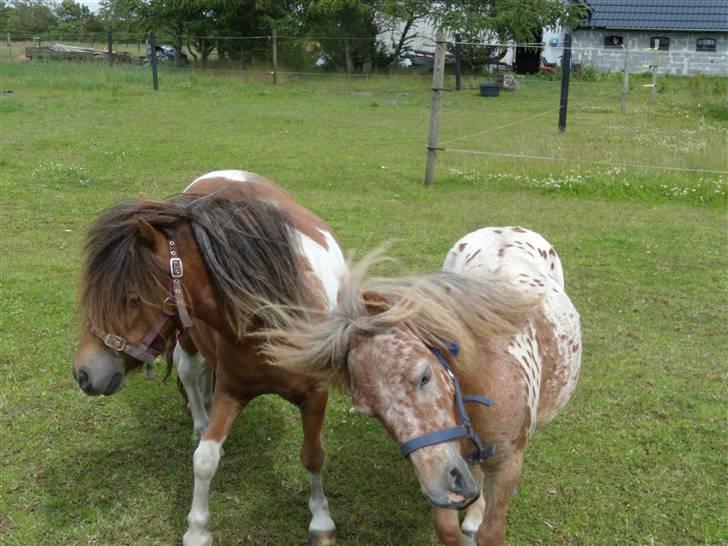 Anden særlig race tulle mor  'solgt' - her sammen med stampe men han kommer bare for at drille  billede 3