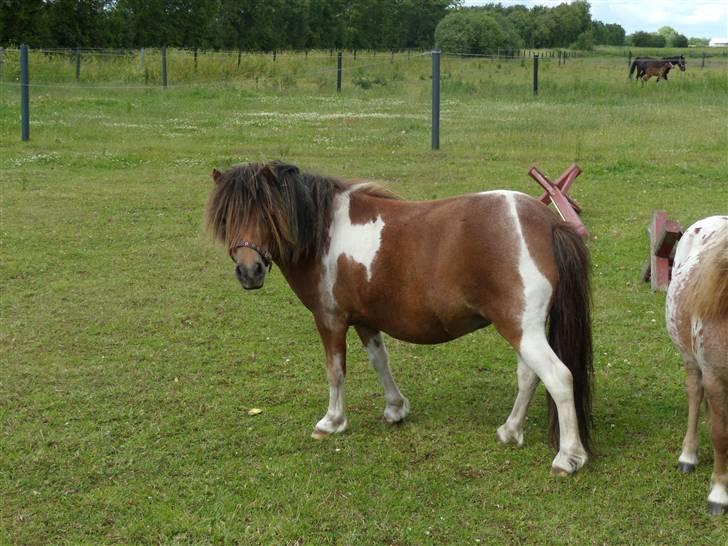 Anden særlig race tulle mor  'solgt' billede 4