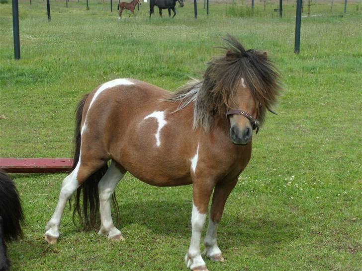 Anden særlig race tulle mor  'solgt' billede 5