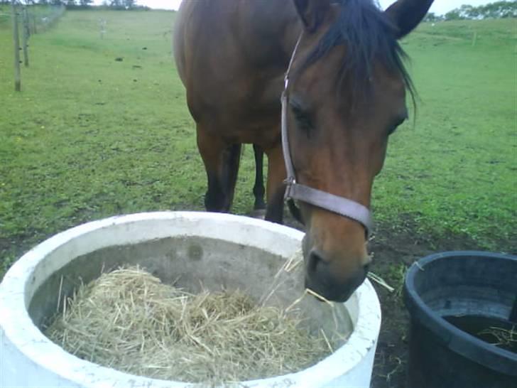 Anden særlig race Wieb *solgt* - Det er altid godt med en mundfuld hø. ;) billede 7