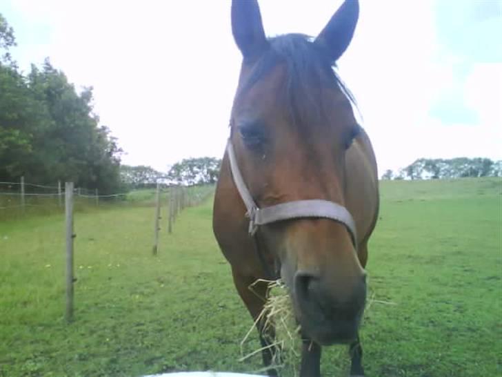 Anden særlig race Wieb *solgt* - Davs du!  billede 8