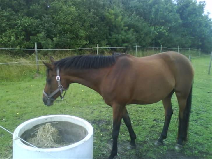 Anden særlig race Wieb *solgt* billede 9