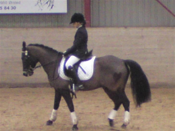 New Forest Bøgeagers Ponto - NYT D.20/3, her i en schenkelvigning .. <3 billede 8