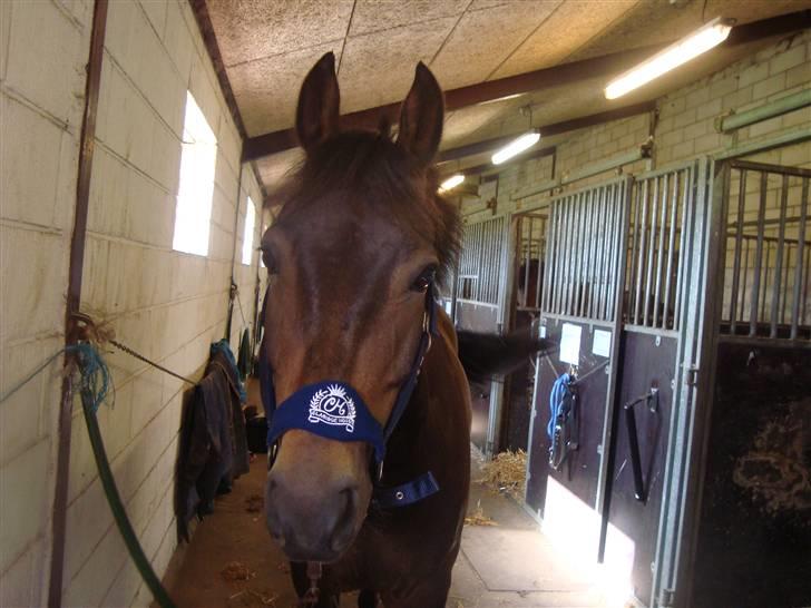 New Forest Bøgeagers Ponto billede 9