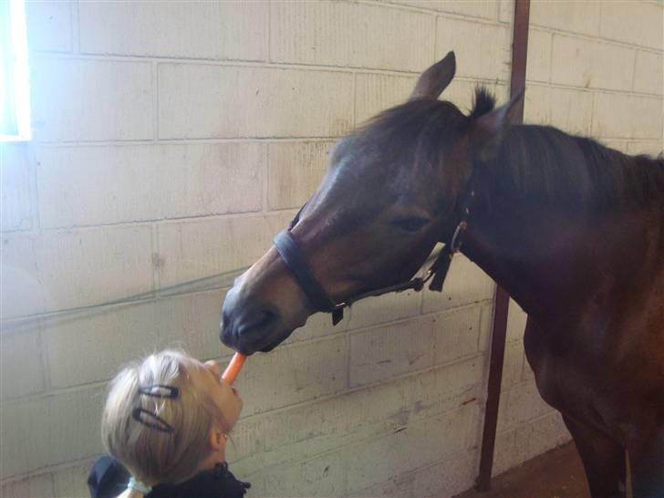 New Forest Bøgeagers Ponto - Haha :D <3 billede 12