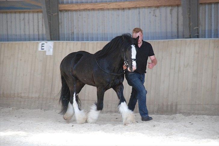 Irish Cob Hauges Benn The Blagdon  billede 2