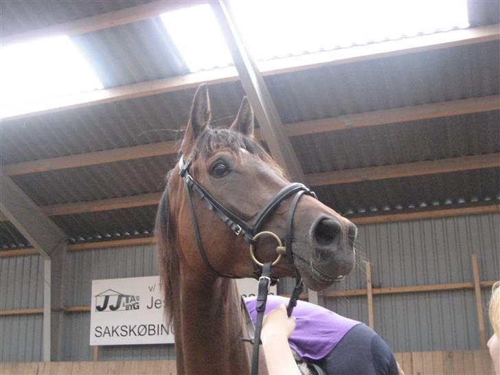 Dansk Varmblod klimagårdens Spirit R.I.P - HALLØJ alle sammen, Spirit her  billede 1