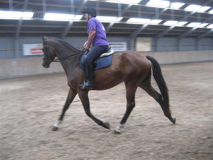 Dansk Varmblod klimagårdens Spirit R.I.P - først den ene vej og så den anden vej atju  billede 2