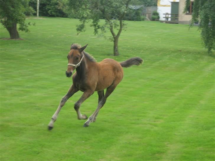 Traver Silke EC - I en flot galop<3 Foto: Mig billede 7