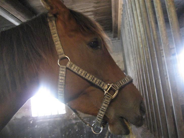 Dansk Varmblod klimagårdens Spirit R.I.P - namme namme namme nam billede 3