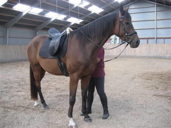 Dansk Varmblod klimagårdens Spirit R.I.P - så skal der snart hyppes billede 4