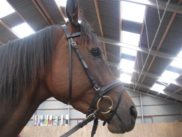 Dansk Varmblod klimagårdens Spirit R.I.P - prøv lige og se engang billede 5