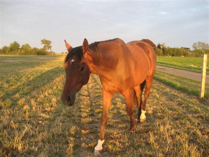 Dansk Varmblod klimagårdens Spirit R.I.P - spirit på en stor sommer mark billede 6