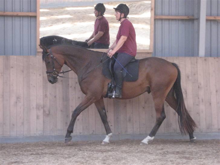 Dansk Varmblod klimagårdens Spirit R.I.P - smukke dreng billede 7