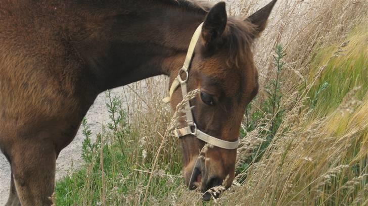 Traver Silke EC - Spiser korn<3 Foto: Mig billede 9