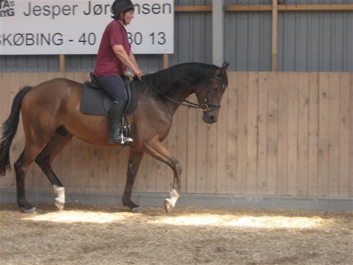 Dansk Varmblod klimagårdens Spirit R.I.P - nøjs en lækker pony eller nej det er jo en hest XD billede 8