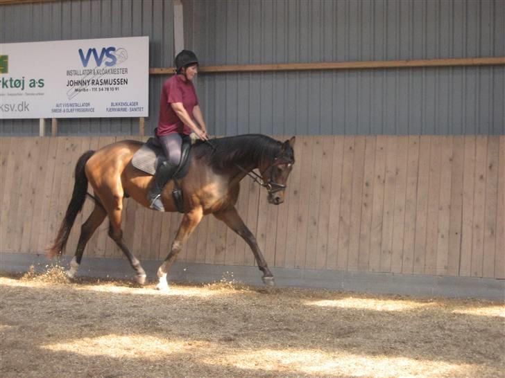 Dansk Varmblod klimagårdens Spirit R.I.P - WOOW billede 9