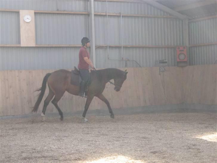 Dansk Varmblod klimagårdens Spirit R.I.P - det samme her XD billede 10