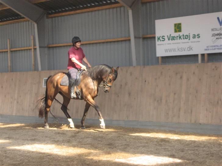 Dansk Varmblod klimagårdens Spirit R.I.P - hehe haha hoho XD billede 11