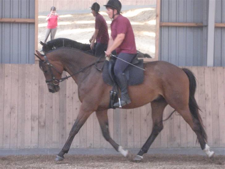 Dansk Varmblod klimagårdens Spirit R.I.P - nej et godt billed billede 12
