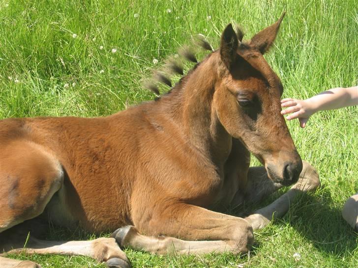 Traver Silke EC - Silke er en smuk-sak<3 Foto: Annette billede 11