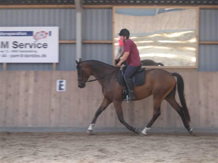 Dansk Varmblod klimagårdens Spirit R.I.P - hoplig hop  billede 13