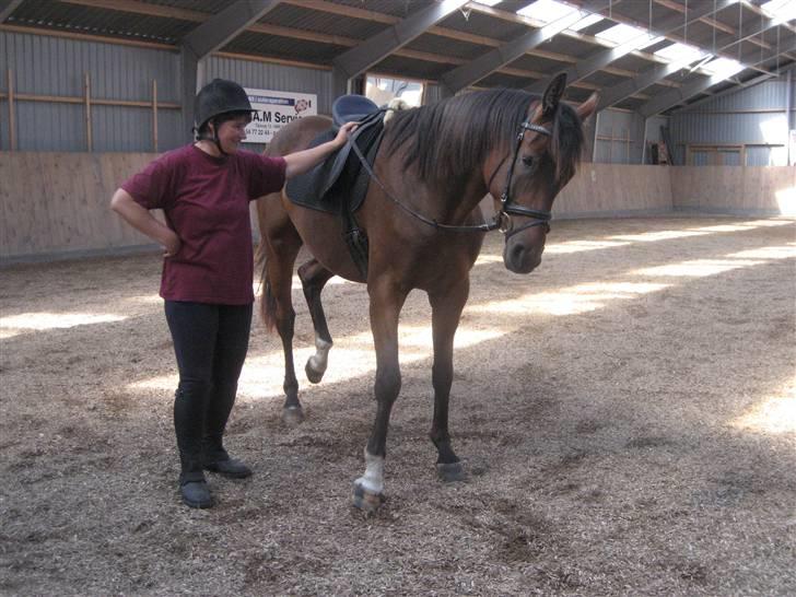 Dansk Varmblod klimagårdens Spirit R.I.P - se mig lige billede 15