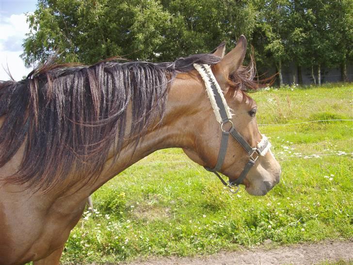 Hannoveraner /nordsvensk -Celine SOLGT - #13 mini-phine <3 billede 13