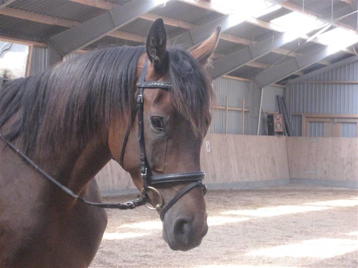 Dansk Varmblod klimagårdens Spirit R.I.P - profil billed billede 16