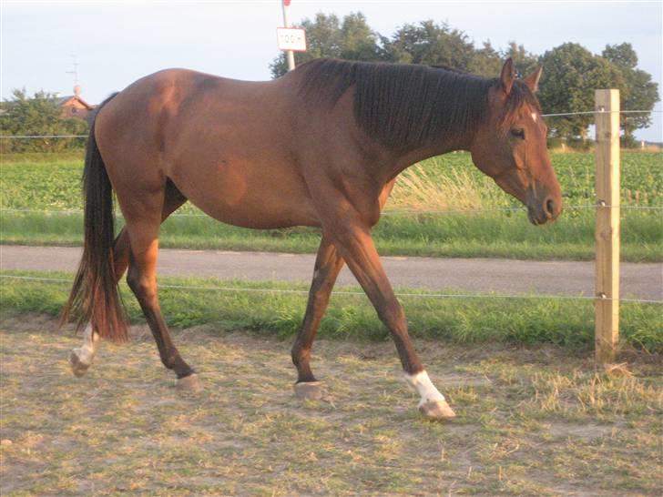 Dansk Varmblod klimagårdens Spirit R.I.P - mig på sommer græs billede 17