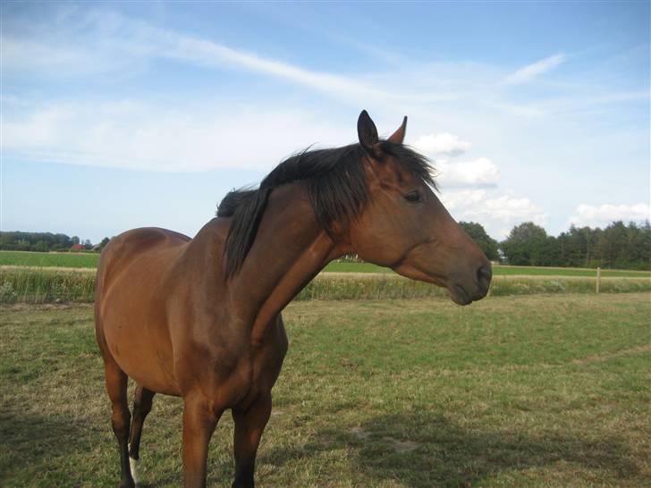 Dansk Varmblod klimagårdens Spirit R.I.P - det samme her XD billede 18