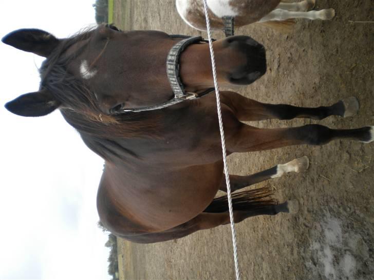 Dansk Varmblod klimagårdens Spirit R.I.P - spirit på fold sammen med hans mega små venner XD billede 19