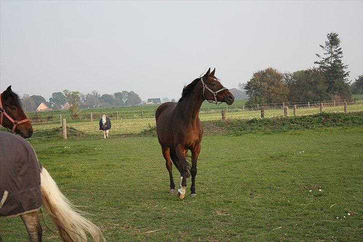 Dansk Varmblod klimagårdens Spirit R.I.P - sammen med søsteren Klimagårdens Perle billede 20
