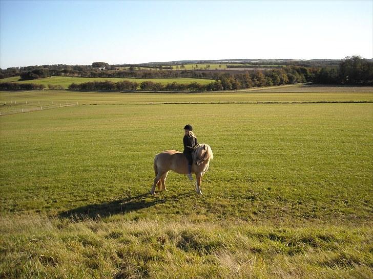 Islænder /Fjordhest, Pippi (Nÿpa) billede 13