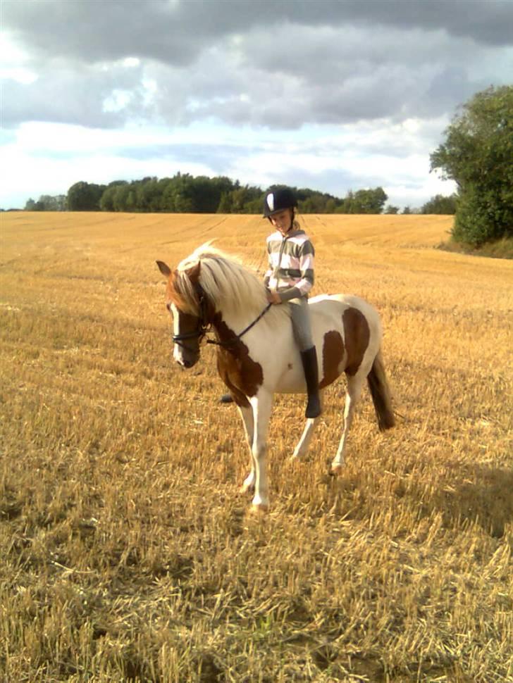 Pinto Just Jumping Oliver *Solgt - dejlig sommer tur ren slapper billede 3