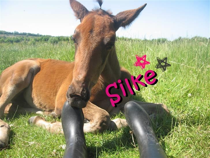 Traver Silke EC - Silke linger en baby<3 TI HI Foto: Mig billede 13