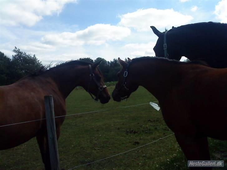 Anden særlig race Wieb *solgt* - Mys, mys! <3  Det er hende til venstre og Lucas til højre. Han er min venindes pony.  billede 10