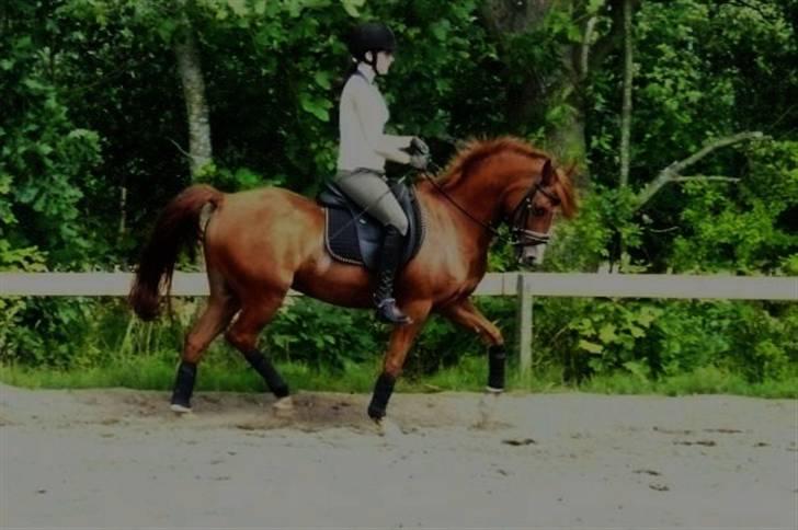 Anden særlig race magic fancy fancy(ik min) - velkommen til fancy`s oprofil :-) her er han en sommerdag på udedøsbanen :-d billede 1