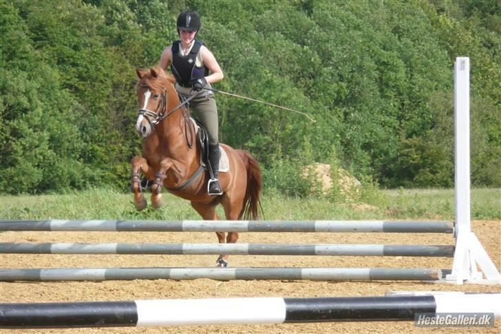 Anden særlig race magic fancy fancy(ik min) - 2 gnag fancy springer :-) billede 2