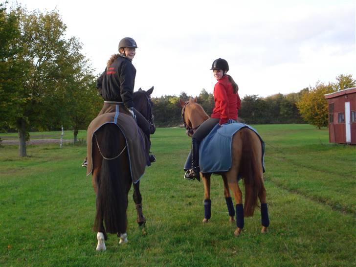 Anden særlig race magic fancy fancy(ik min) billede 3