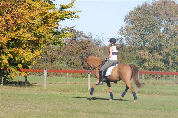 Anden særlig race magic fancy fancy(ik min) billede 4